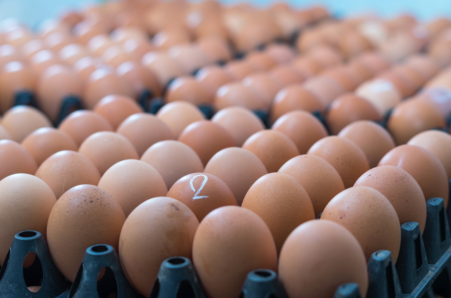 image of eggs in a tray