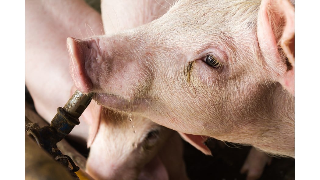 pig drinking image