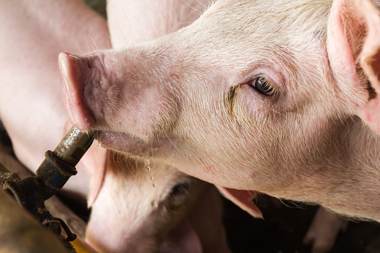 pig drinking image