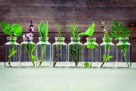 Phytogenic Use With Beef Cattle- Benefits & Advantages