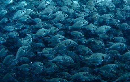 sea bream fish image