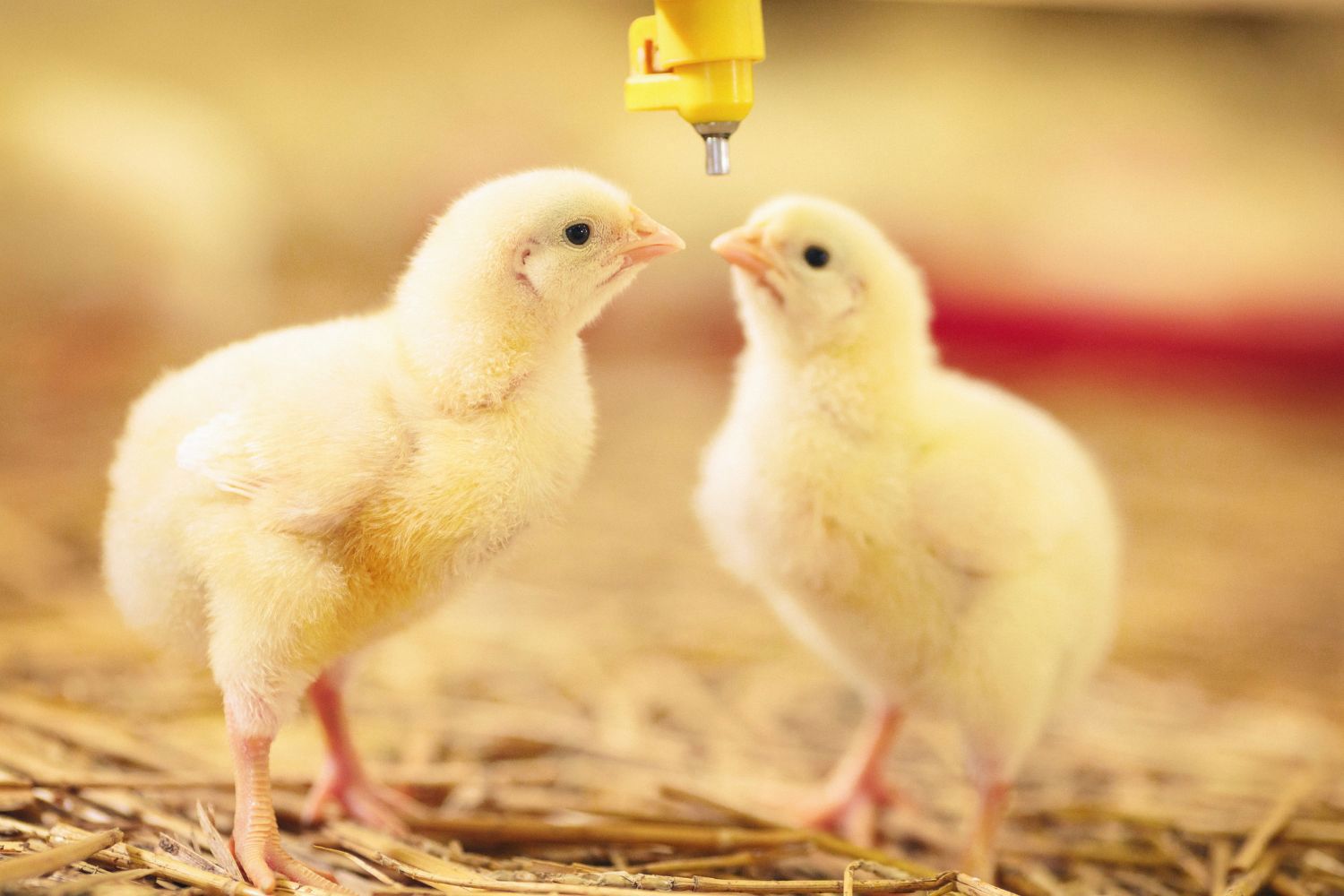 chicken drinking image