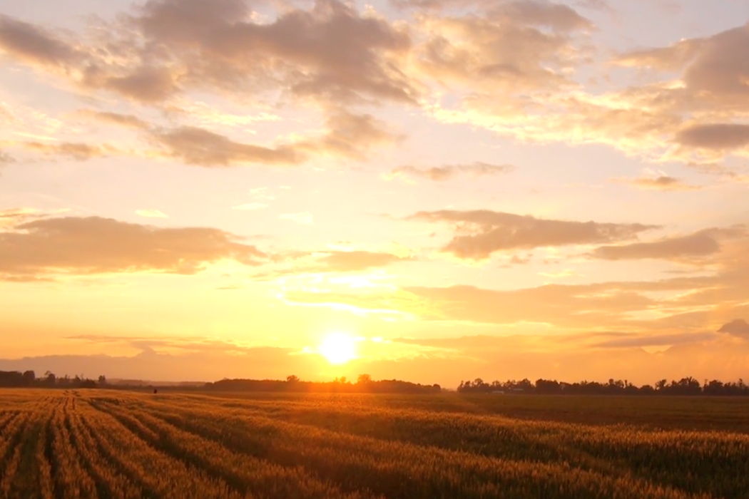 crop field