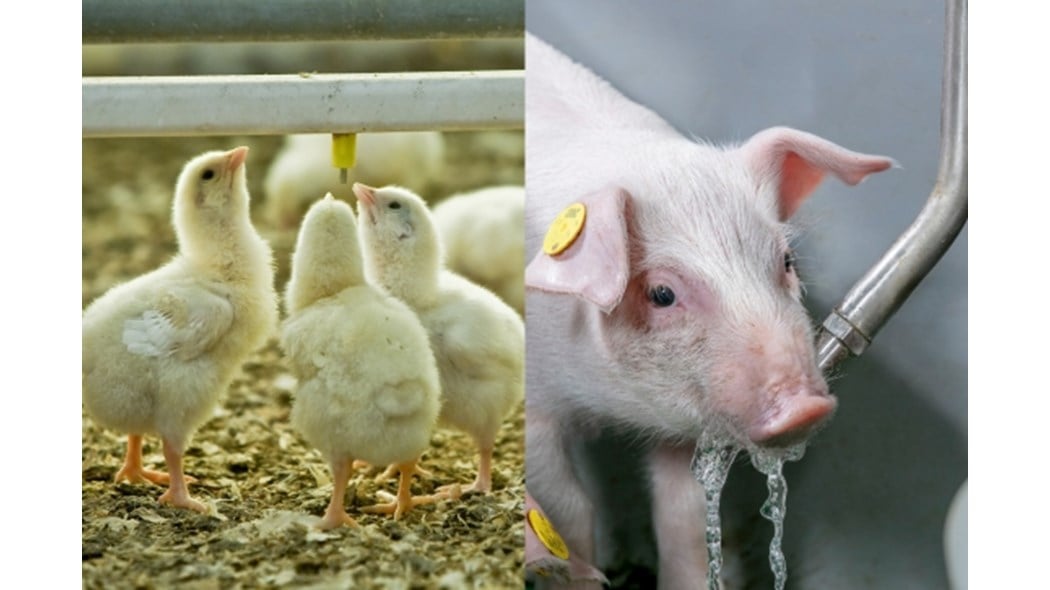 poultry and swine image