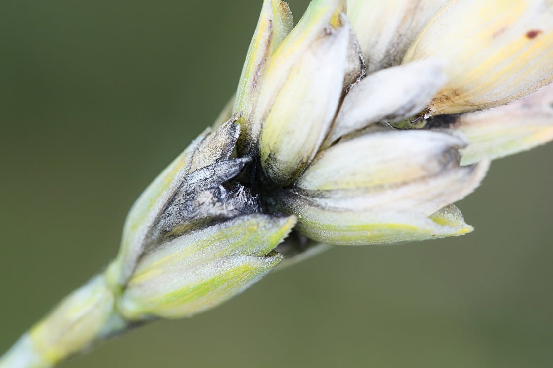 black mould in wheat