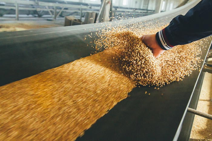 wheat harvest