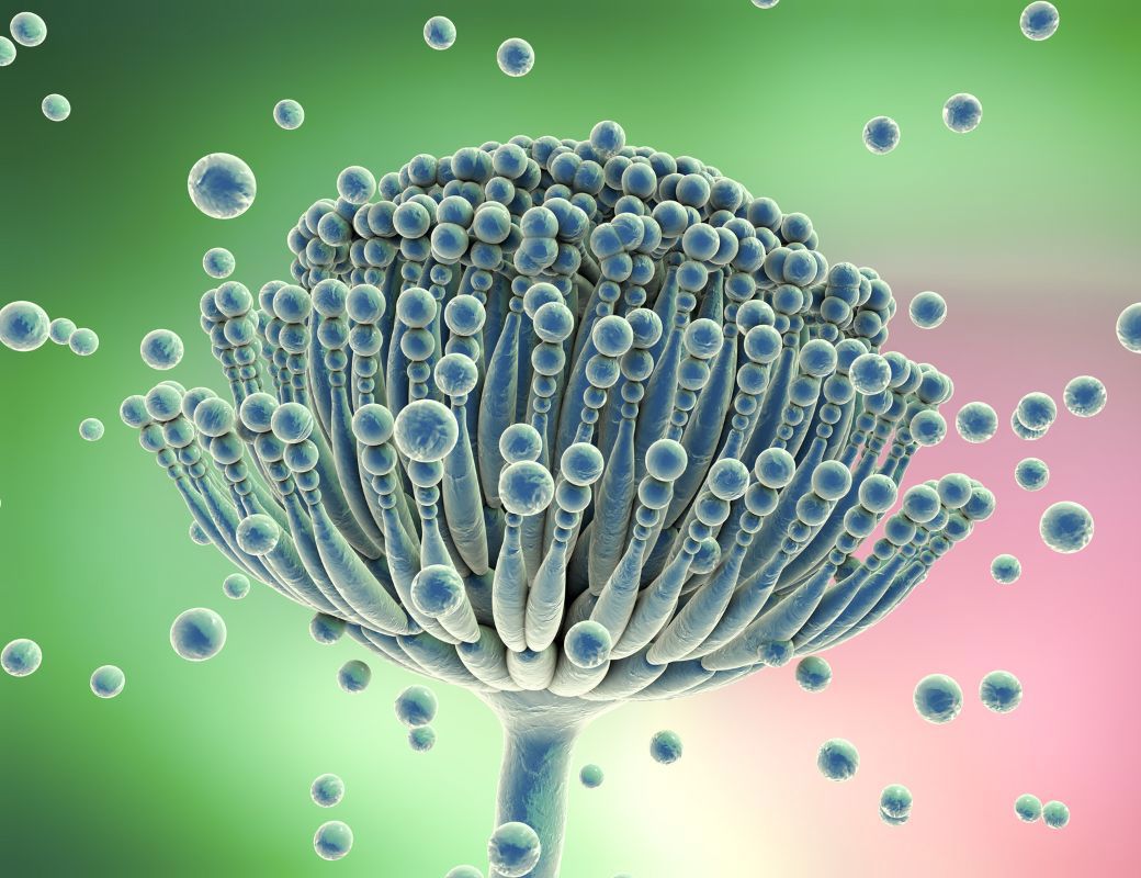 aspergillus illutration image