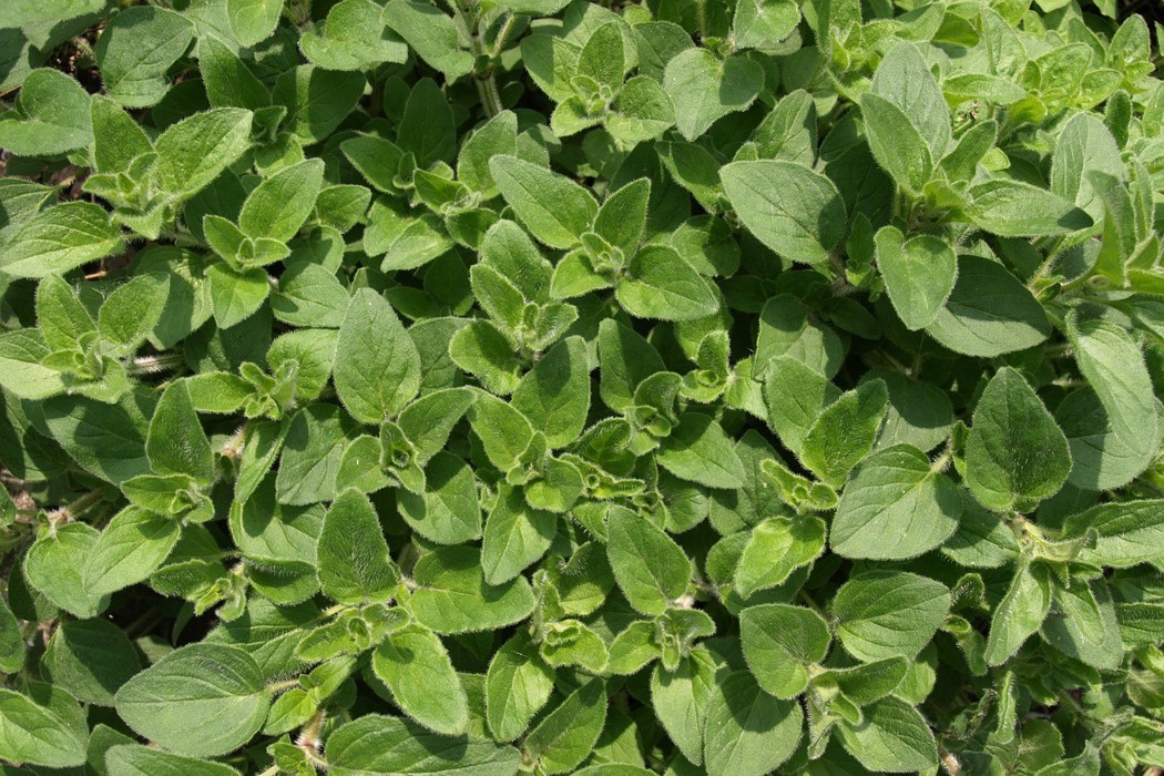 Oregano