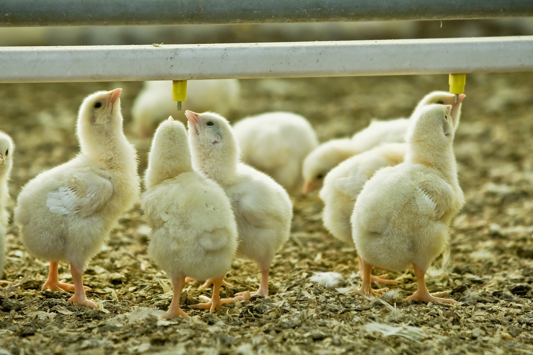 Health and Welfare in Poultry | Selko