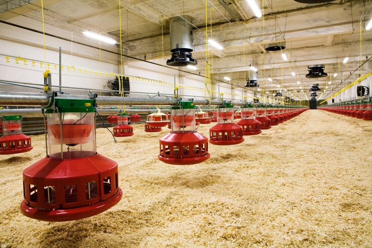 empty poultry house