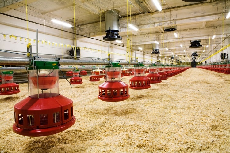 empty poultry house