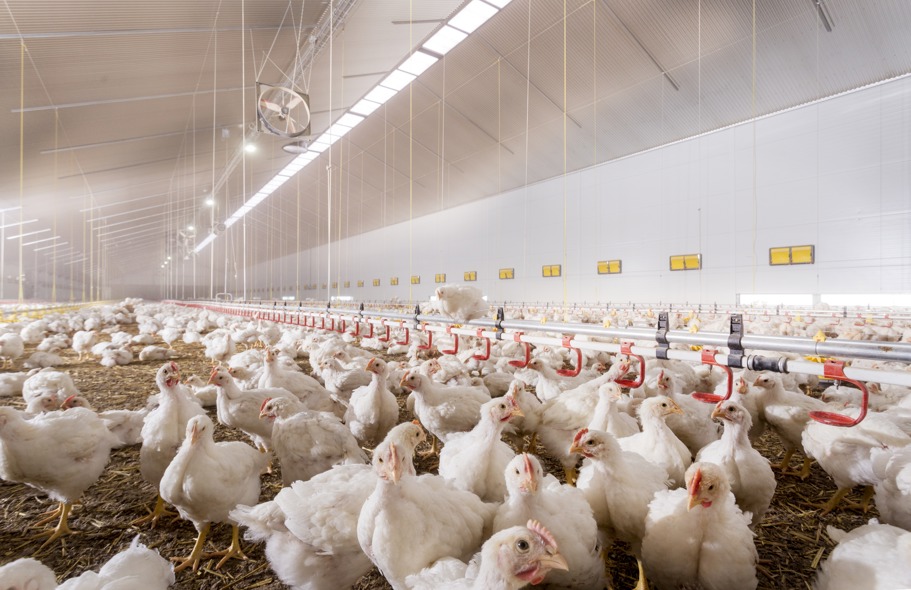 broiler house image