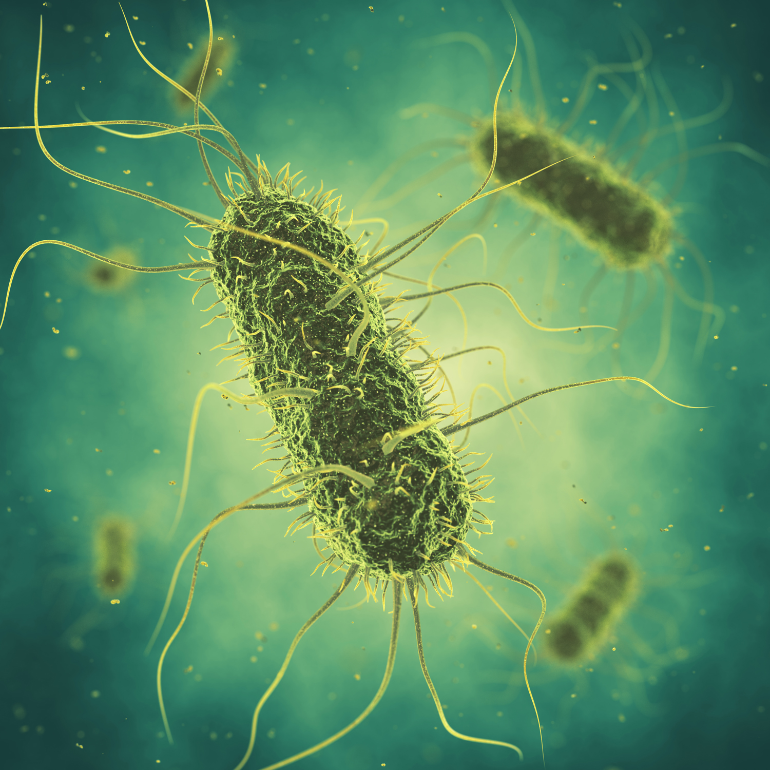 salmonella 3d view image