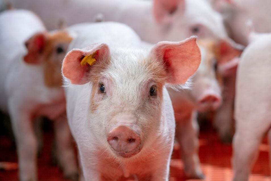 piglet image
