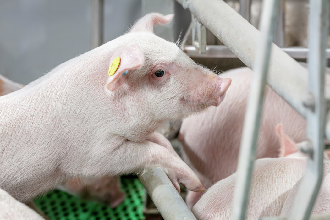 piglets image